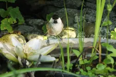 bachstelze.webp