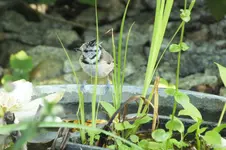 haubenmeise -.webp