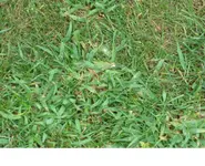 unkraut.webp