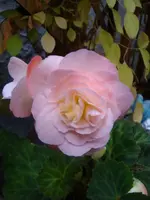 Knollenbegonie.webp
