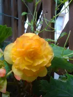 Knollenbegonie (2).webp