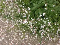 Blume (1).webp