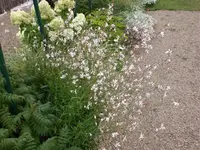 Blume (2).webp