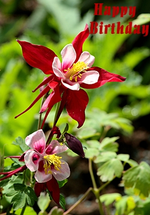 rot_weiße Akelei.webp
