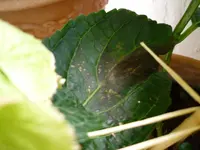 P1060201.webp