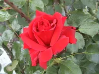 DSC0001l0.webp
