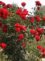 DSC00011.webp