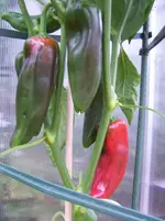 Paprika.webp
