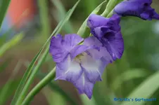 comp_DSC08383.webp