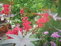 rote Distel_FRAGE_verkleinert_100_4482.webp