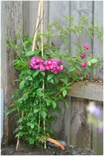 Sommerregen  Rose Perennial Blue.webp