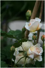 Sommerregen Rose Crown Princess Margareta.webp