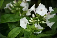 Phlox paniculata White Flame.webp