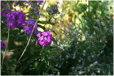 Phlox pink.webp