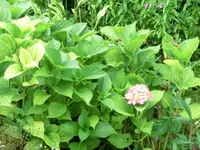 CIMG1076.webp