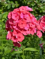 DSC_9543 Phlox.webp