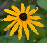 DSC_9547 gelbe Blume.webp
