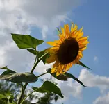 DSC_9548 Sonnenblume.webp