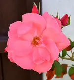 DSC_9589 Kletterrose.webp