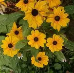 IMGP2883%20-%20rudbeckie[1].webp