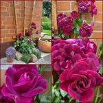 die farbe lila.webp