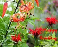Tigerlilie und rote Monarde.webp