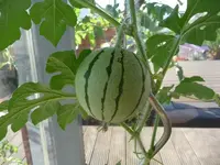 K800_P1010824.webp
