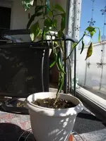 K800_P1010833.webp