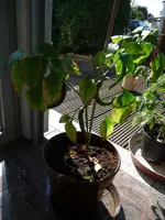 K800_P1010830.webp