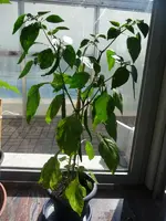 K800_P1010832.webp