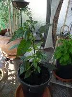 K800_P1010827.webp