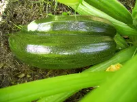 100_0806.webp