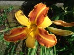 Taglilie-Hemerocallis Frans Halls.JPG