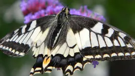 DSCN3451.webp