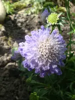 Scabiosa.webp