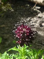 Scabiosa (2).webp