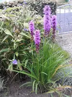Blüte im August - Kopie.webp