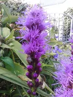 Blüte im August 1 - Kopie.webp