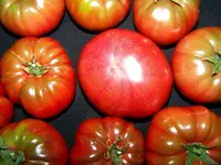 12.08.09-tomaten-heirloom-black-f1.webp