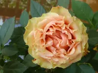 DSC09561.webp