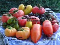 BILD0560.webp