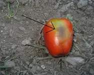 pomodorooo.webp