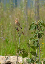 DSC_9060 Vogel am Markleeberger See.webp