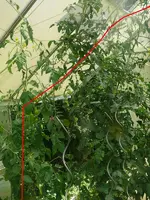TomateGWH1.webp