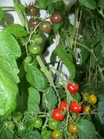 Aug12 Balkon2.webp