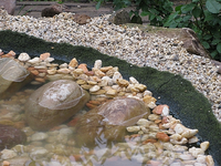 Teich 1_2.webp
