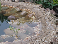 Teich2.webp