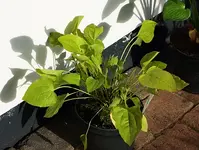 Echinacae Milkshake_500.webp