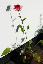 Echinacae Raspberry_400.webp