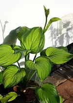 Hosta Guacamole_500.webp